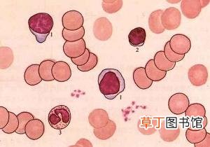 球蛋白偏高说明什么-球蛋白偏高是什么意思