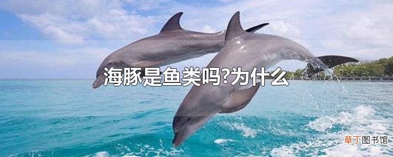 海豚是鱼类吗?为什么