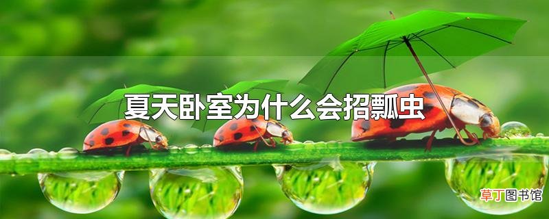 夏天卧室为什么会招瓢虫