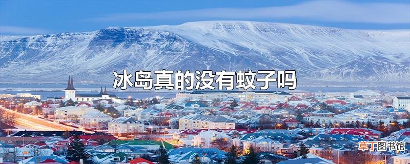 冰岛真的没有蚊子吗