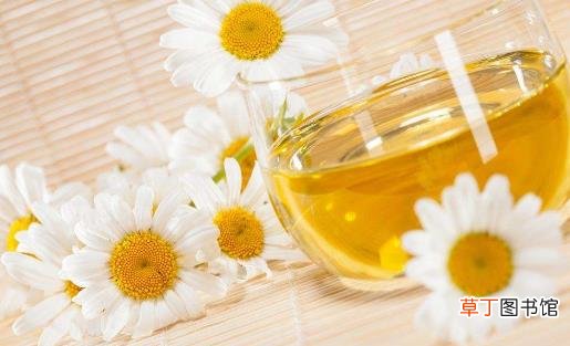教你如何冲泡菊花茶