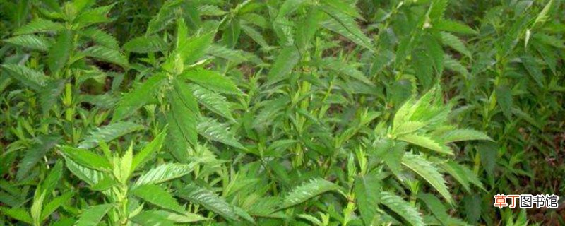 银条是什么植物