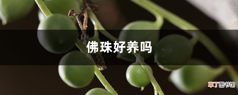 佛珠好养吗