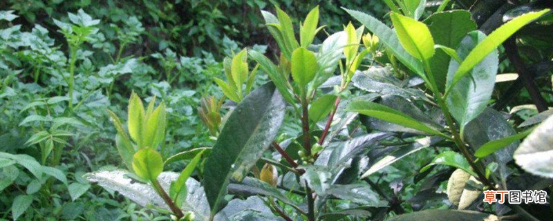 苦丁茶是什么植物