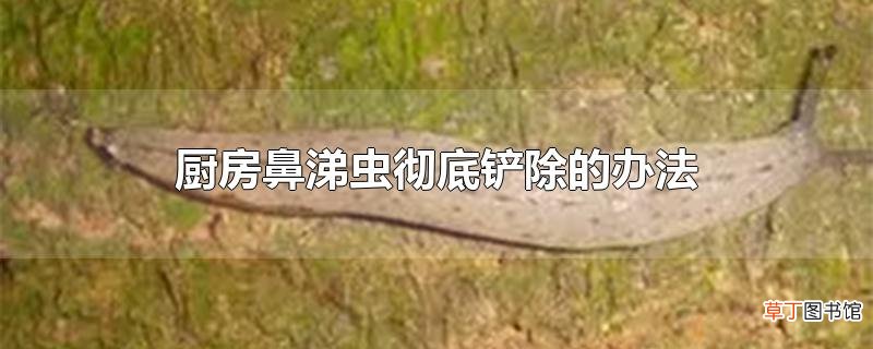 厨房鼻涕虫彻底铲除的办法