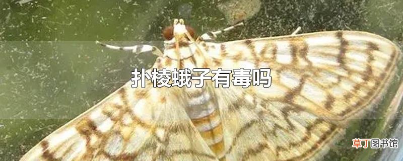 扑棱蛾子有毒吗