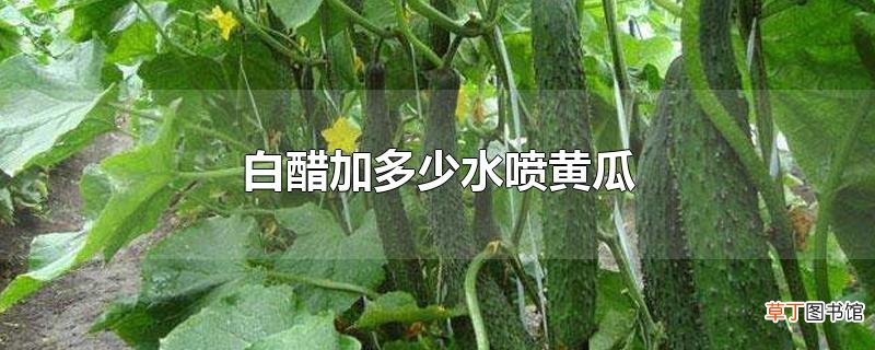 白醋加多少水喷黄瓜