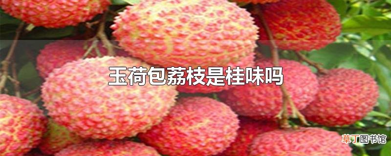 玉荷包荔枝是桂味吗