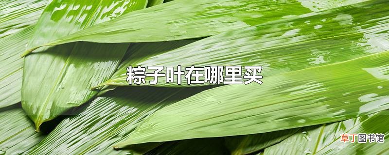 粽子叶在哪里买