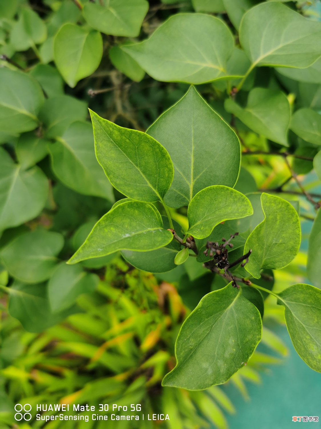丁香树能栽在院子里吗