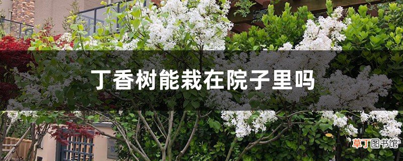 丁香树能栽在院子里吗