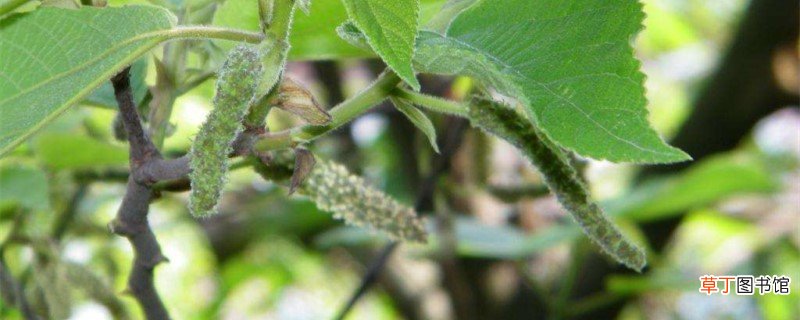 狗棒槌是什么植物，该怎么养？