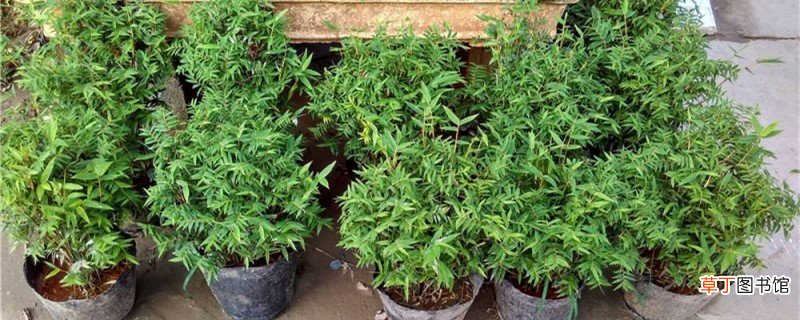 米竹盆景的养殖方法