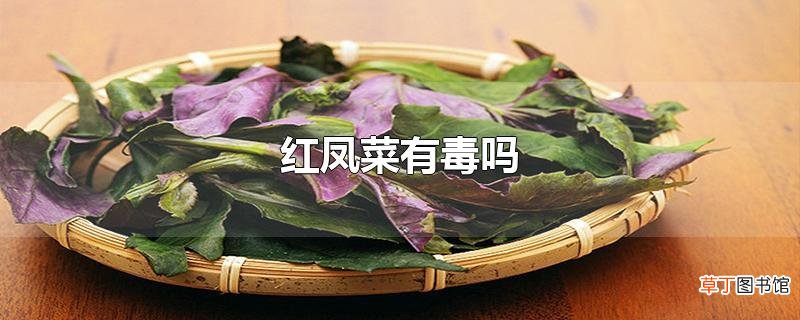 红凤菜有毒吗