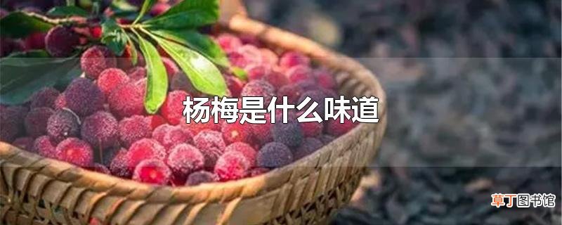 杨梅是什么味道