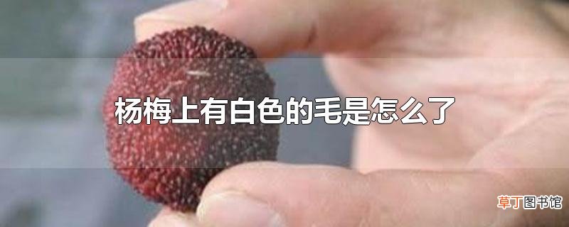 杨梅上有白色的毛是怎么了