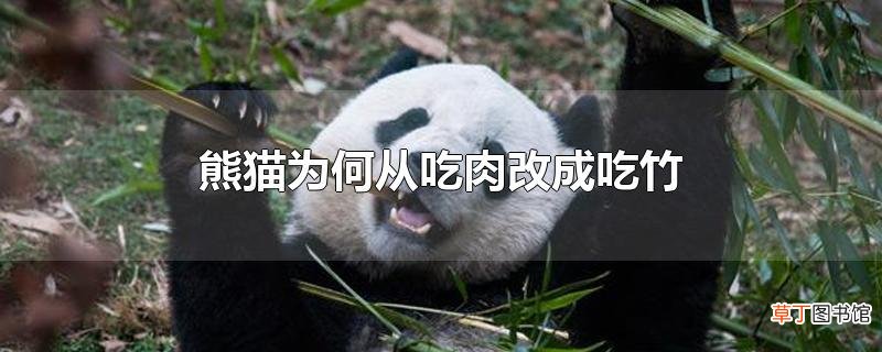 熊猫为何从吃肉改成吃竹
