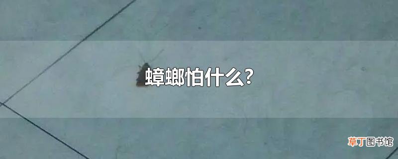 蟑螂怕什么?