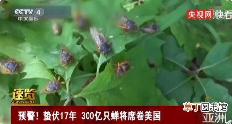 蛰伏17年300亿只蝉将侵袭美国 300亿只蝉将席卷美国东部