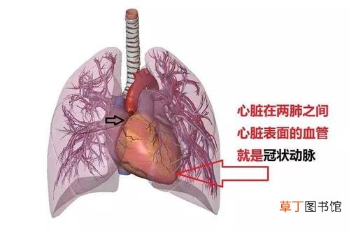 什么叫冠心病-冠心病指的是什么