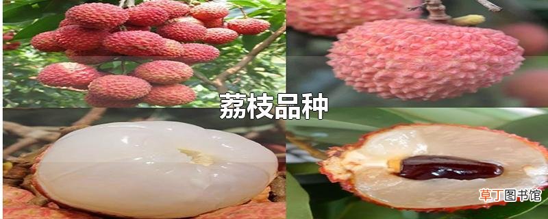 荔枝品种