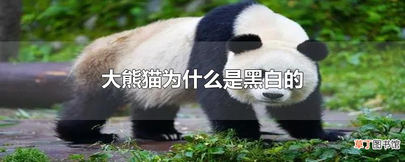 大熊猫为什么是黑白的