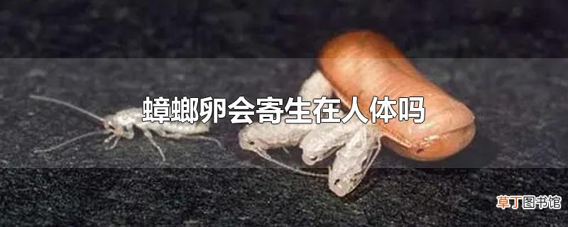 蟑螂卵会寄生在人体吗