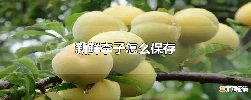 新鲜李子怎么保存