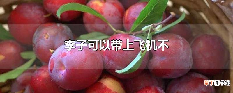 李子可以带上飞机不