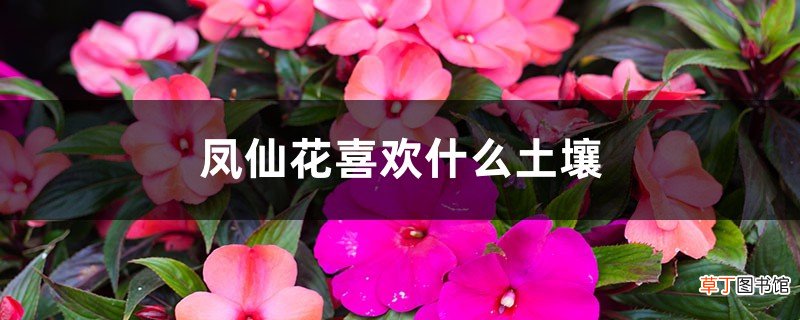 凤仙花喜欢什么土壤
