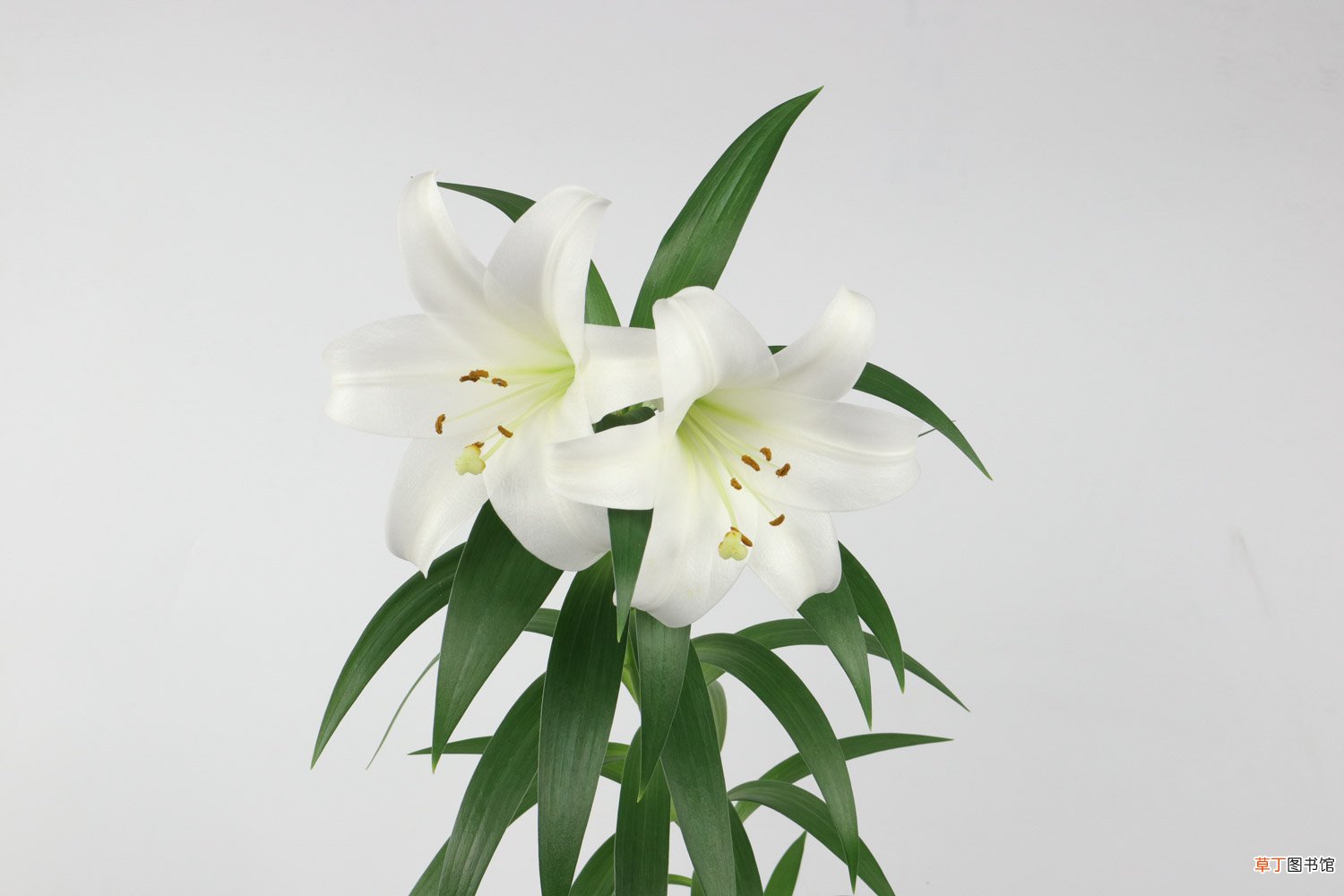 百合花可以扦插吗