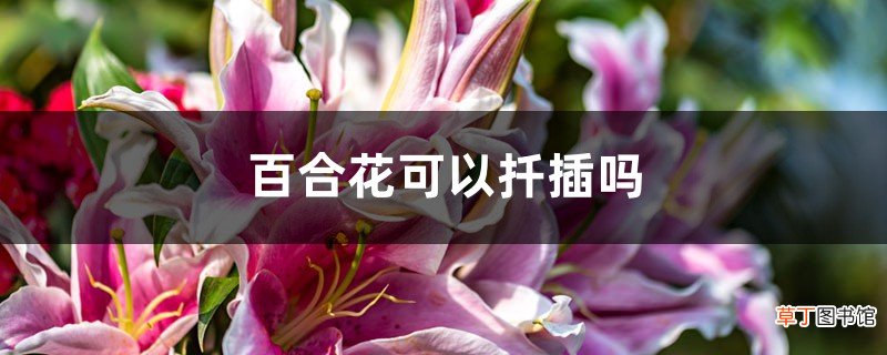 百合花可以扦插吗