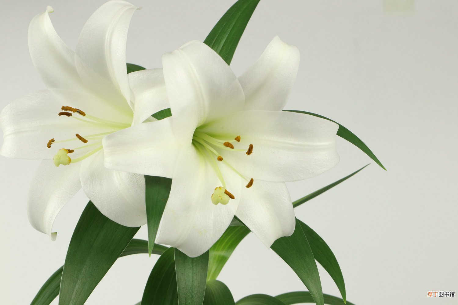 百合花的根还能再生吗