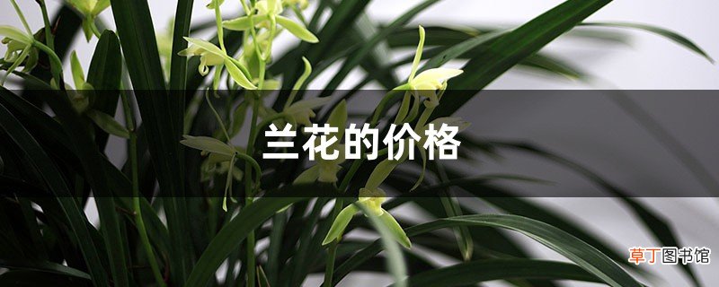 兰花的价格
