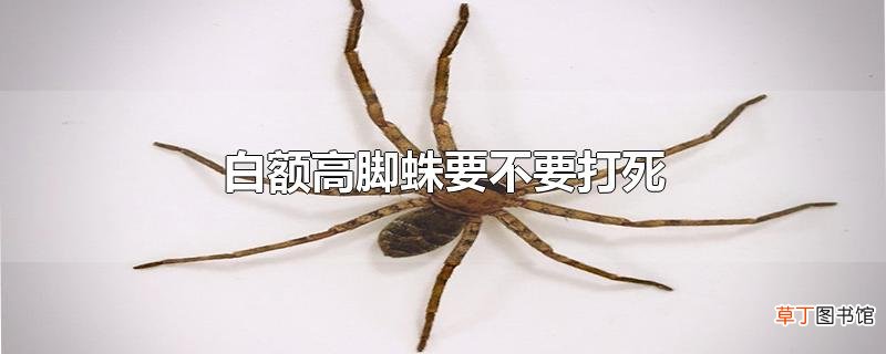 白额高脚蛛要不要打死