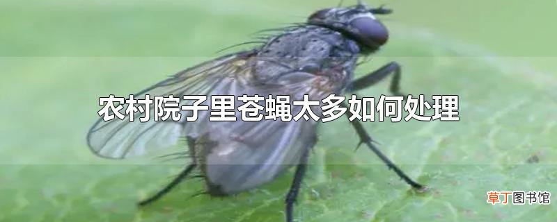 农村院子里苍蝇太多怎么处理