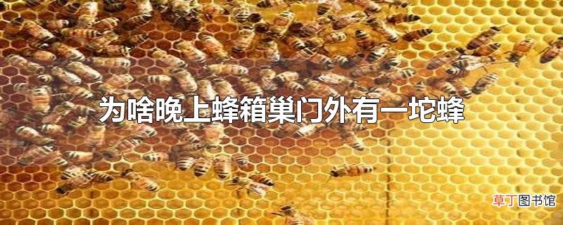 为啥晚上蜂箱巢门外有一坨蜂