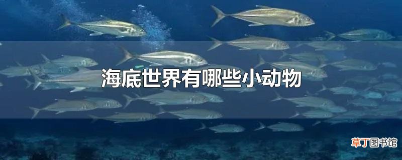 海底世界有哪些小动物