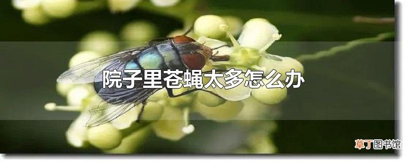 院子里苍蝇太多怎么办