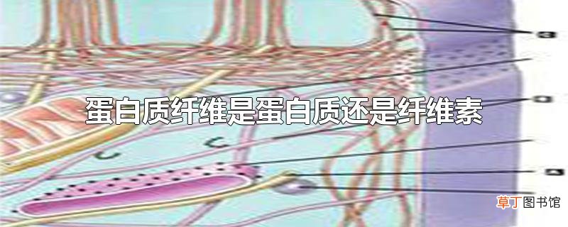 蛋白质纤维是蛋白质还是纤维素