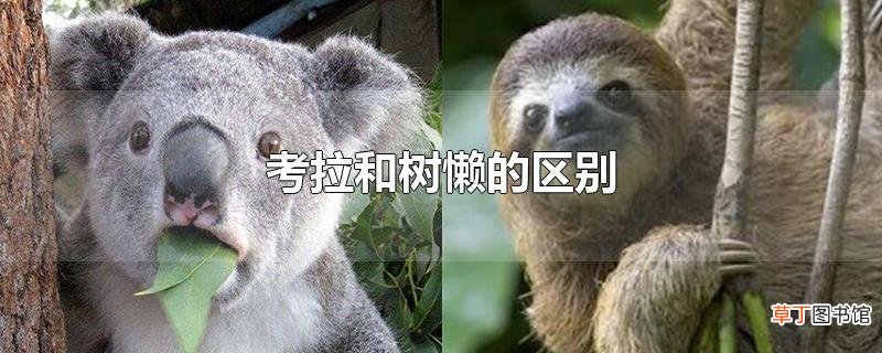 考拉和树懒的区别
