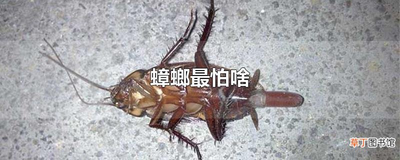 蟑螂最怕啥