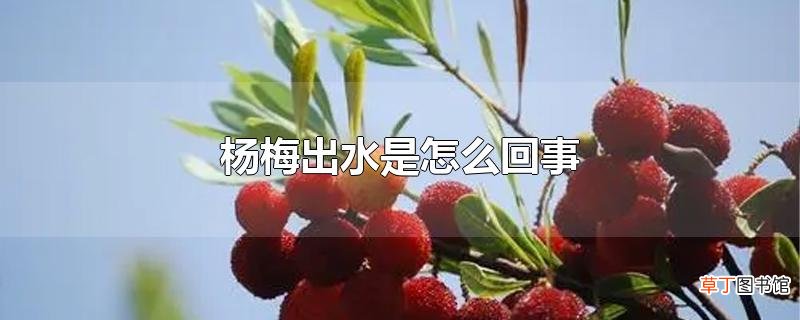 杨梅出水是怎么回事