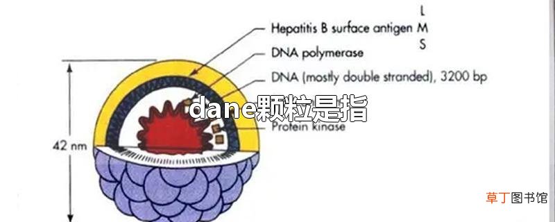 dane颗粒是指