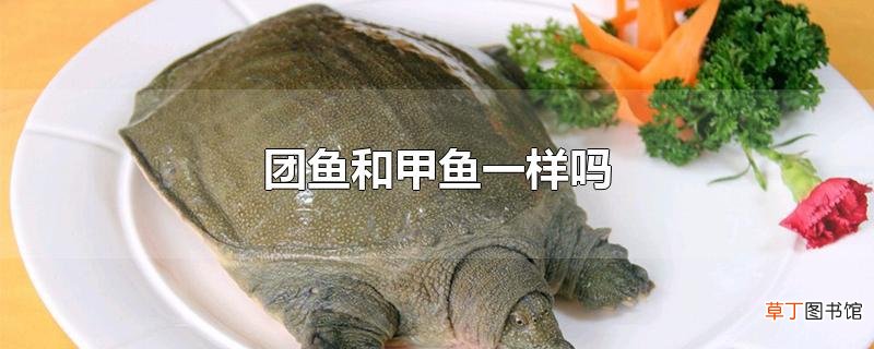 团鱼和甲鱼一样吗