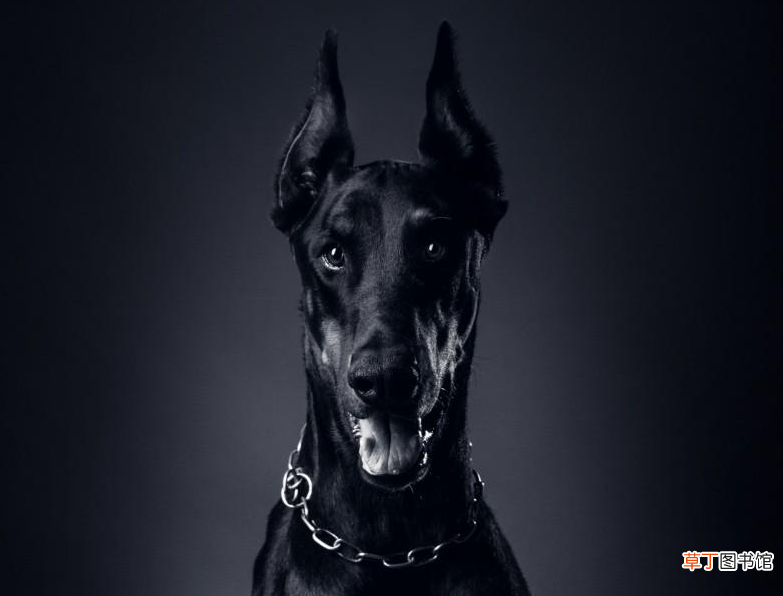 已经养了的禁养犬怎么处理 禁养犬已经养了怎么办