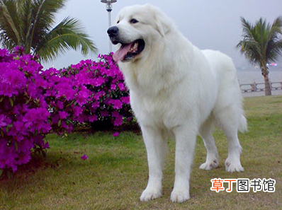 已经养了的禁养犬怎么处理 禁养犬已经养了怎么办