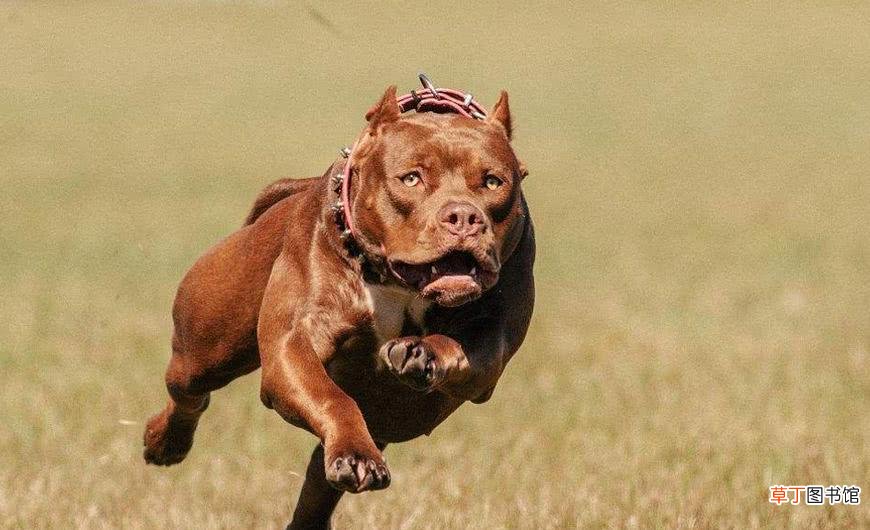 大型犬被警察带走后怎么处理 禁养犬被没收后的命运