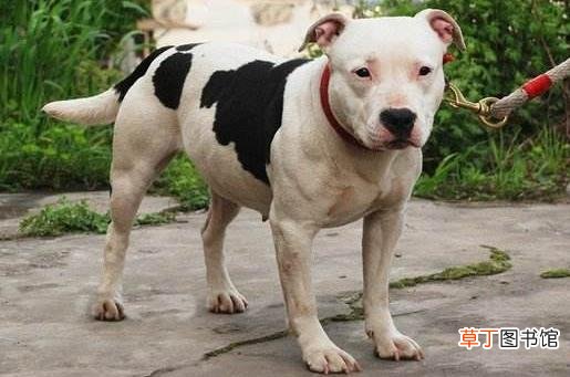 大型犬被警察带走后怎么处理 禁养犬被没收后的命运