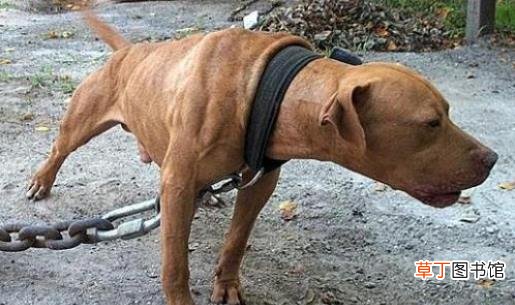 大型犬被警察带走后怎么处理 禁养犬被没收后的命运